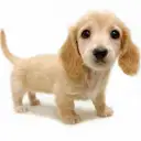 ミニチュア・ダックスフント
