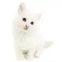 ネヴァマスカレード
