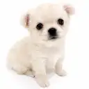 チワワ