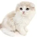 スコティッシュフォールド