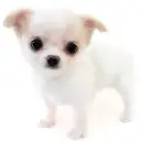 チワワ