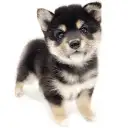 豆柴