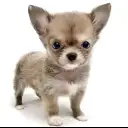 チワワ