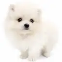 ポメラニアン