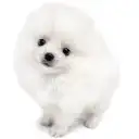 ポメラニアン