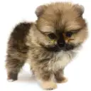 ポメラニアン