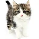 ノルウェージャンフォレストキャット