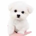 ビションフリーゼ
