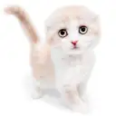 スコティッシュフォールド