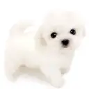 マルチーズ
