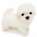 マルチーズ