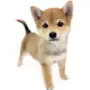 豆柴