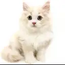 サイベリアン