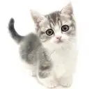 マンチカン