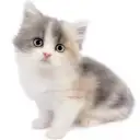 ラガマフィン