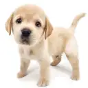 ラブラドールレトリバー