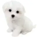 マルチーズ