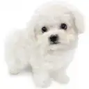 ビションフリーゼ