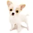 MIX(チワワ×パピヨン)