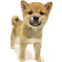 柴犬
