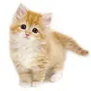 サイベリアン