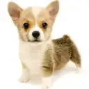 ウェルシュコーギーペンブローク