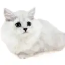 ミヌエット