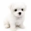 マルチーズ