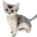 ソマリ