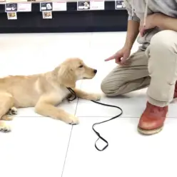 マルワン大倉山流：ワンちゃんの無駄吠え防止トレーニング！合言葉は6464！