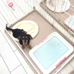 白楽店発:マルワン流『子犬の頃のトイレのしつけ方」