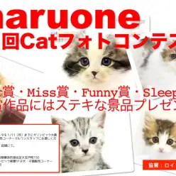 大倉山店 第一回Catフォトコンテスト結果発表!
