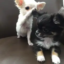 相模大塚店発：驚きの多頭飼い効果とは？