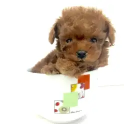 簡単！シンプル！トイ・プードルとの生活方法！