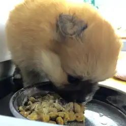 必見！身近に潜むペットにとって危険な食べ物！