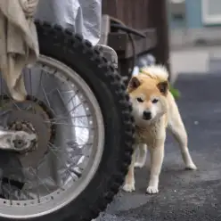 WAKENプロジェクト 〜美容室の番犬柴ちゃん〜