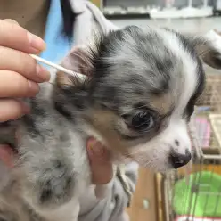 ご存知ですか！？ワンちゃんの耳のトラブル対処法！