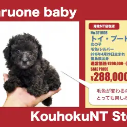 港北NT店オススメベイビー！（No.311608）