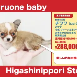 東日暮里店オススメベイビー！（No.014123）