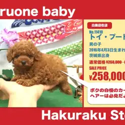 白楽店オススメベイビー！（No.11410）