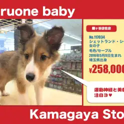 鎌ヶ谷店オススメベイビー(No.117034)