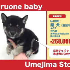 梅島店オススメベイビー(No.119007)