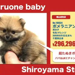 城山店オススメベイビー(No.118034)