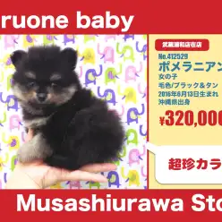 武蔵浦和店オススメベイビー！（No.412529：ポメラニアン）