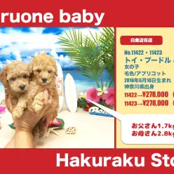 白楽店オススメベイビー（No.11422・No.11423）