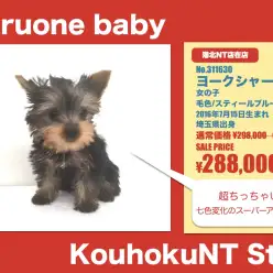 港北NT店オススメベイビー！（No.311630）