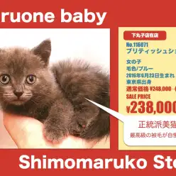 下丸子店オススメベイビー！(No.116071)