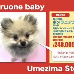 梅島店オススメベイビー！（No.119008）