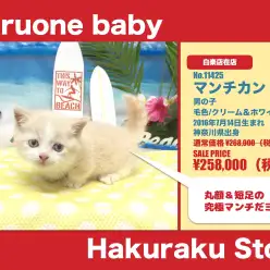 【 超短足マンチカン 】初めてマンチカンを飼う方にオススメの子!生活アイテムもご紹介!