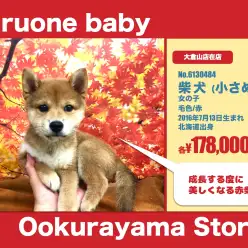 大倉山店オススメベイビー！（No.6130484）